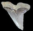 Large, Hemipristis Shark Tooth Fossil - Virginia #71131-1